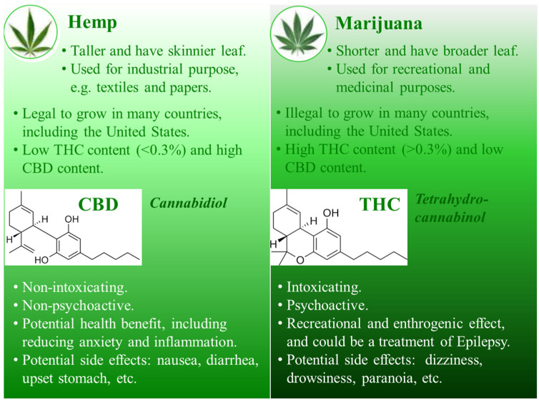 Differences between hemp and marijuana as well as the effects of cannabidiol (CBD) versus tetrahydrocannabinol (THC). Hemp and marijuana are not scientifically differentiated but are legally classified according to the content of THC. CBD is non-intoxicating with non-psychoactive effect, whereas THC is intoxicating and is psychoactive. CBD, cannabidiol; THC, tetrahydrocannabinol.