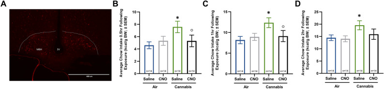Chemogenetic Inhibition of AgRP Neurons Attenuates Cannabis-Induced Feeding Behavior. (A) indicates mCherry (red) labeled neurons located in the MBH of the hypothalamus. Scale bar = 400 μm). (B)–(D) depict differences between air and cannabis and saline and CNO injections (n = 14) in DREADD infected mice at 30 min (B), 1 h (C), and 2 h (D). Two-way repeated measures ANOVA testing revealed significant differences in air versus cannabis exposure overall and the interaction between air and cannabis and saline and CNO at 30 min, and one hour, but only between overall air and cannabis exposure at 2 h. Tukey HSD post-hoc testing at both 30 min and 1 h revealed significant differences between air and cannabis with saline injections, and cannabis with saline and CNO. Post-hoc testing at two hours revealed significance between air and cannabis with saline injections. See Supplemental Tables S11 and S12 for detailed statistical results. Key: * = significantly different than air saline exposure, ○ = significantly different than cannabis saline exposure.