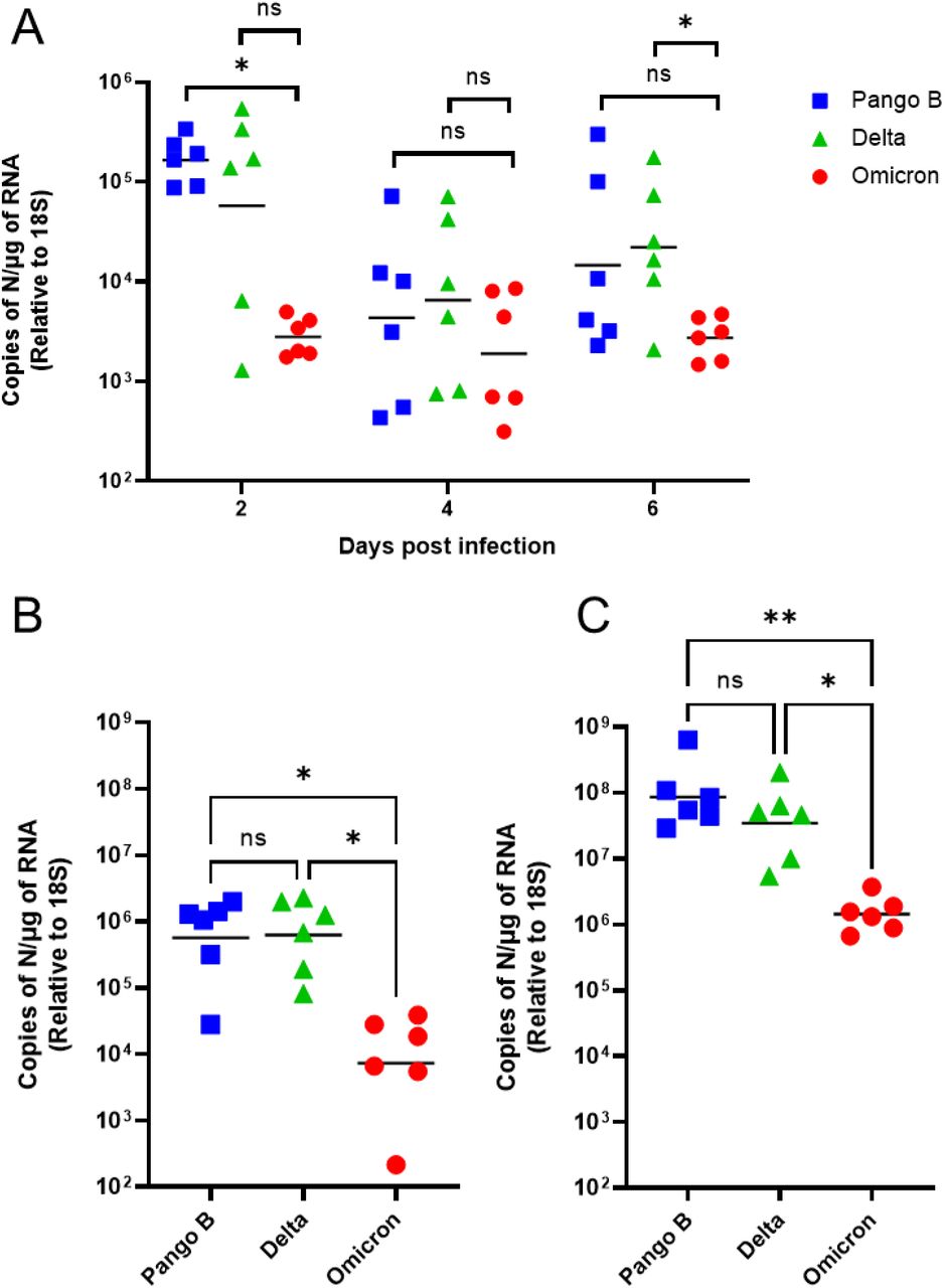SARS-CoV-2 loads in infected mice.K18-hACE2 mice were challenged intranasally with 103 PFU SARS-CoV-2 Pango B, Delta or Omicron variants (n = 6 per group). RNA extracted from oral swabs (A) nasal tissue (B) and lungs (C) was analysed for virus levels by qRT-PCR for the N gene. Assays were normalised relative to levels of 18S RNA. Data for individual animals are shown with the geometic mean value represented by a black line Comparisons were made using the Mann-Whitney U test (A) and the Kruskal-Wallis test with Dunn’s multiple comparisons (B and C). * represents p < 0.05; ** represents p < 0.01