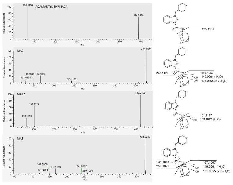 MS2 spectra of ADAMANTYL-THPINACA and its three most abundant metabolites. The proposed fragments leading to the respective signals are shown on the right.