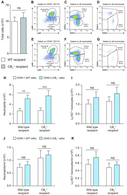 Lack of CB2 in hematopoietic cells is responsible for the increased neutrophil recruitment to the dorsal air pouches of CB2−/− animals. WT and CB2−/− bone marrow chimeric female mice (14–16 wk old) containing an equal mix of CD45.1+ (WT) and CD45.2+ (CB2−/−) myeloid cells were used in the dorsal air pouch inflammation model. A–G) Dorsal air pouches were lavaged 6 h after 100 μg Zymosan injection, and absolute numbers of total CD45+ cells (A) as well as representative dot plots of CD45+CD11b+ cells (B, E), neutrophils (C, F), and monocytes (D, G) were determined by flow cytometry from WT and CB2−/− recipient animals, respectively. H–K) Absolute numbers of CD45.1+WT and CD45.2+CB2−/− neutrophils (H) and Ly-6Chi monocytes (I) recruited to the dorsal air pouches of WT and CB2−/− recipient mice. Blood was also withdrawn from the same animals, and numbers of CD45.1+WT and CD45.2+CB2−/− neutrophils (J) and Ly-6Chi monocytes (K) per milliliter of blood were determined by flow cytometry. NS, not significant. Data are means + sem (n = 9–11 animals/group). Statistical analysis was conducted by 2-way ANOVA with Sidak’s multiple comparisons correction. **P < 0.01, ***P < 0.001.