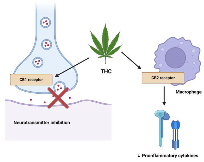 Cannabinoid receptor-mediated mechanisms of action. Δ9-tetrahydrocannabinol (THC) binds to CB1 receptors on presynaptic neurons, resulting in inhibition of excitatory neurotransmitter release, and to CB2 receptors on macrophages, leading to reduced production of proinflammatory cytokines. Created in BioRender online application, available at https://app.biorender.com/ (accessed on 18 July 2025).