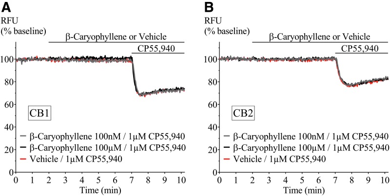 Representative traces of β-caryophyllene and CP55,940 in AtT20-CB1 and -CB2. Fluorescence was recorded for 10 min where β-caryophyllene (100 nM and 100 μM) was added at 2 min followed by incubation for 5 min, before 1 μM CP55,940 application. β-caryophyllene did not hyperpolarize (A) AtT20-CB1 and (B) AtT20-CB2 cells, or affect the response to CP55,940 (1 μM). Drugs were added for the duration of the bar. CB1, cannabinoid receptor 1, CB2, cannabinoid receptor 2.
