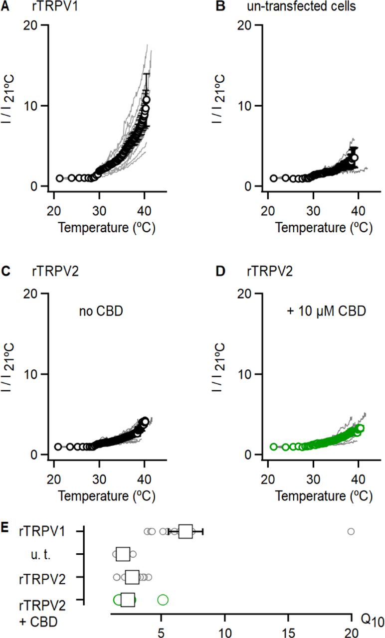 CBD does not strongly sensitize rTRPV2 channels to activation by heat at physiological temperatures. (A) Current-temperature relations recorded at +90 mV from rTPRV1 expressing cells in the whole-cell configuration. Currents were recorded during the first 90 s after the heating device was turned on, and the mean current at the end of each pulse plotted against temperature as calculated from Equation 4 (see Materials and Methods). Relations from individual experiments are shown as grey lines, and their mean ± SEM shown in black (n = 11). Currents from individual experiments were normalized to their magnitude at 21°C. (B-D) Current temperature relations obtained and plotted as in (A) for experiments with (B) un- transfected cells (n = 5), (C) rTRPV2 expressing cells (n = 9) and (D) rTRPV2 expressing cells in the presence of 10 µM CBD (n = 9). (E) Q10 values calculated from data in (A-D). The circles denote the values for individual experiments, and the mean ± SEM is shown as squares. Figure 1 – Figure Supplement 2 – source data 1. Current-temperature relations and Q10 values.