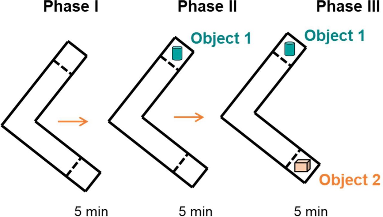 Schematic cartoon of the modification of the sociability and preference for social novelty procedure using unfamiliar objects instead of unfamiliar mice.
