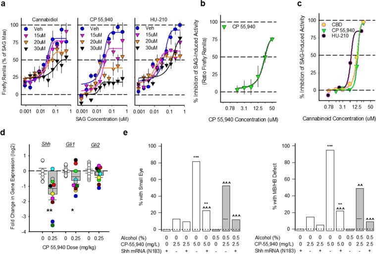 Cannabinoids impair Sonic Hedgehog signaling. (a) Effects of different concentrations of CBD, CP 55,940 and HU-210 on Smoothened agonist, SAG, stimulation of Gli1-mediated firefly luciferase expression in ShhLight2 cells. All data are the mean (±SEM) ratio of Gli1-mediated expression of firefly luciferase to constitutive renilla luciferase from 6 samples conducted in triplicate in two independent experiments, normalized as a percent inhibition of the maximal SAG effect. (b) Effects of different concentrations of CP 55,940 on Gli1-mediated firefly luciferase induced by a maximally effective SAG concentration (300 nM) in ShhLight2 cells. All data are the mean (±SEM) ratio of Gli1-mediated expression of firefly luciferase to constitutive renilla luciferase from 5 samples performed in triplicate in a single experiment. (c) Effects of different concentrations of CBD (yellow), CP 55,940 (green) and HU-210 (black) on Gli1-mediated alkaline phosphatase expression induced by a maximally effective SAG concentration (100 nM) in C3H10T1/2 cells. All data are mean (±SEM) alkaline phosphatase expression from 3 replicate samples from a single experiment, normalized as a percent inhibition of the SAG effect. (d) Shh pathway gene expression as measured by qRT-PCR in mouse rostral neural tube, 24 hours following GD 8 exposure to the CB vehicle or CP 55,940 (0.25 mg/kg). Shh, Gli1, and Gli2 are normalized to the housekeeping gene 18 s and portrayed as log2 fold change from vehicle. All samples were measured in triplicate and the data are portrayed from a single experiment. Individual embryos are portrayed as open or filled circles (n = 9 embryos/5 litters for vehicle for Shh, or 10 embryos/5 litters for Gli1 and Gli2 vehicle; n = 10 embryos/4 litters for CP 55,940), while means (±SEM) are portrayed as open or filled bars. *p < 0.05, **p < 0.01 using two-sided Student’s t-tests. Individual embryos are marked by different fill colors. (e) The incidence of small eyes and midbrain/hindbrain boundary defects in zebrafish embryos receiving exposure to Shh mRNA (N183) + fish water vehicle (n = 40 for eye, 45 for MHB), CP 55,940 2.5 mg/L alone (n = 32 for eye, 34 for MHB), Shh mRNA (N183) + CP 55,940 2.5 mg/L (n = 32 for eye, 41 for MHB), CP 55,940 5.0 mg/L alone (n = 54 for eye, 57 for MHB), Shh mRNA (N183) + CP 55,940 5.0 mg/L (n = 53 for eye, 46 for MHB), 0.5% alcohol alone (n = 41 for eye, 45 for MHB), Shh mRNA (N183) + 0.5% alcohol (n = 30 for eye and MHB), 0.5% alcohol + CP 55,940 2.5 mg/L (n = 35 for eye, 45 for MHB), Shh mRNA (N183) + 0.5% alcohol + CP 55,940 2.5 mg/L (n = 34 for eye, 45 for MHB). **p < 0.01, ***p < 0.001 vs Shh mRNA (N183) + vehicle, ^^p < 0.01, ^^^p < 0.001 vs corresponding CP 55,940 treatment in absence of Shh mRNA using a Chi-square test. Data are expressed as the percent of zebrafish with defects (number of affected zebrafish/total number of zebrafish *100) from a single experiment.
