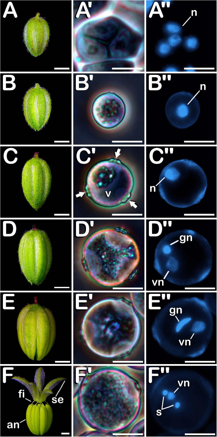 Microsporogenesis and microgametogenesis developed in C. sativa. The different developmental stages are described as follows: (A–E) C. sativa var. Finola (dioecious male) staminate flowers growing in size. (F) C. sativa male flower after anthesis. (A′,A″) Tetrad stage. (B′,B″) Young and mid microspore stage. (C′,C″) Vacuolate microspore stage: arrows highlight apertures. (D′,D″) Young bi-cellular pollen stage. (E′,E″) Mid bi-cellular pollen stage. (F′,F″) Mature tri-cellular pollen stage. (A′–F′) Phase-contrast microscope images. (A″–F″) Fluorescent microscope images after DAPI staining. Scale bars (A–F): 1 mm; Scale bars (A′–F′) and (A″–F″): 10 μm. n, nucleus; v, vacuole; vg, vegetative nucleus; gn, generative nucleus; an, anther; fi, filament; se, sepal; s, spermatids.