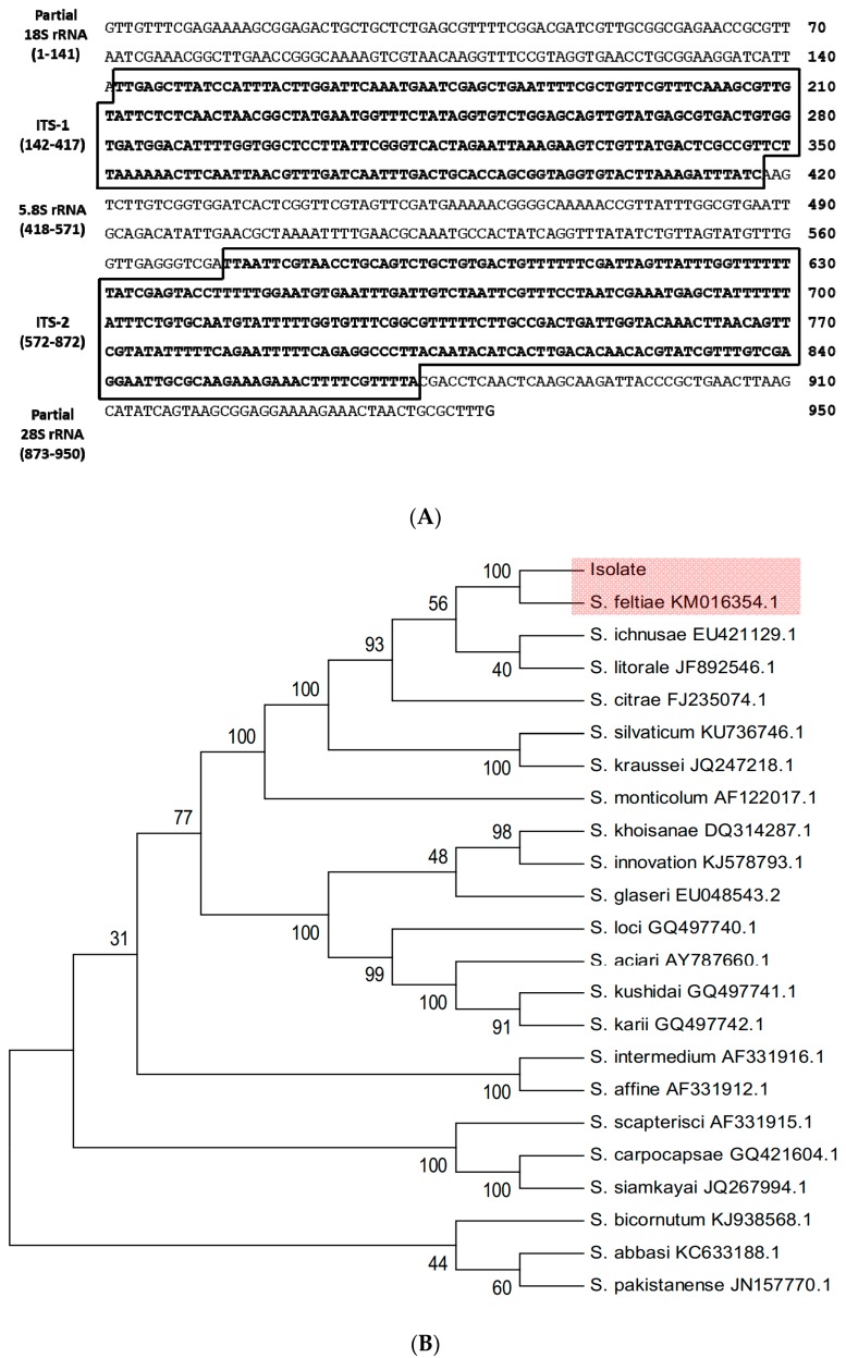 Molecular identification of S. feltiae isolate. (A) Sequence analysis of ITS/rRNA region of the nematode isolate. Two ITS regions are marked with boxes. The DNA sequence was deposited to GenBank with an accession number of MN093395.1. (B) Phylogenetic relationship of the nematode isolate with other Steinernema species based on ITS and rRNA sequences. The tree was constructed with the Neighbor-joining method using MEGA6.0. Bootstrapping values on branches were obtained with 1000 repetitions. GenBank accession numbers of ITS/rRNA sequence are followed by species names.