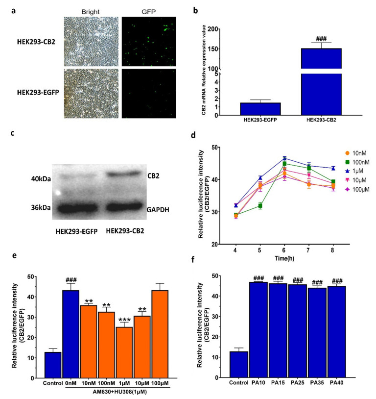 Establishment of the double luciferase screening system for screening CB2R modulators. (a) HEK293 with or without transfected CB2R (×100, Scale bar: 50 μm). (b) CB2 mRNA expression in HEK293 with or without transfected CB2R. The data shown are from six independent experiments and expressed as mean ± SD (n = 6). ### p < 0.001 compared with untransferred cell lines. (c) CB2 protein expression in HEK293 with or without transfected CB2R, using GAPDH as loading control. (d) The agonistic effect of HU308 on CB2R in HEK293-CB2 cells. HEK293-CB2 cells were treated with HU308 at concentrations of 10 nM~100 µM for 4–8 h and relative luminescence values were used to indicate the agonistic effect of HU308 on CB2R. (e) The reversal effect of AM630 on the agonistic activity of HU308. (f) The agonistic effect of HU308 on HEK293-CB2 cells with different passages. The data shown are from six independent experiments and expressed as mean ± SD (n = 6). ### p < 0.001 compared with the control. ** p < 0.01 and *** p < 0.001 compared with HU308 treatment group. GFP, green fluorescent protein; CB2, type 2 cannabinoid; EGFP, enhanced green fluorescent protein; HEK293-EGFP, the HEK293 cells only transferred into the empty vector(pIRES2-EGFP); HEK293-CB2, the HEK293 cells transferred into pIRES2-EGFP and CB2 gene; GAPDH, glyceraldehyde-3-phosphate dehydrogenase; PA, passage.