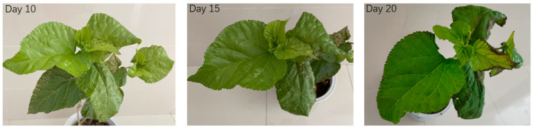 Mulberry leaves collected after 10, 15 and 20 days of stress response at 200 ppm CuSO4.