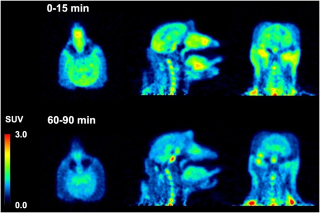 PET Images of [18F]74 in a male rhesus macaque (12 kg).