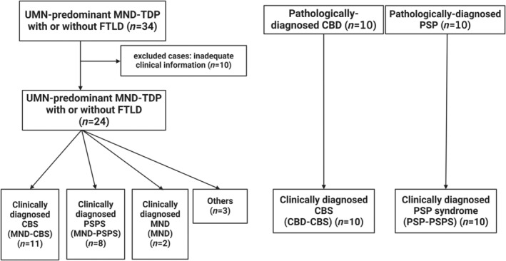 Flow chart of study design. CBD, corticobasal degeneration; CBS, corticobasal syndrome; FTLD, frontotemporal lobar degeneration; MND, motor neuron disease; PSP, progressive supranuclear palsy; PSPS, progressive supranuclear palsy syndrome; UMN‐predominant MND, upper motor neuron‐predominant motor neuron disease.