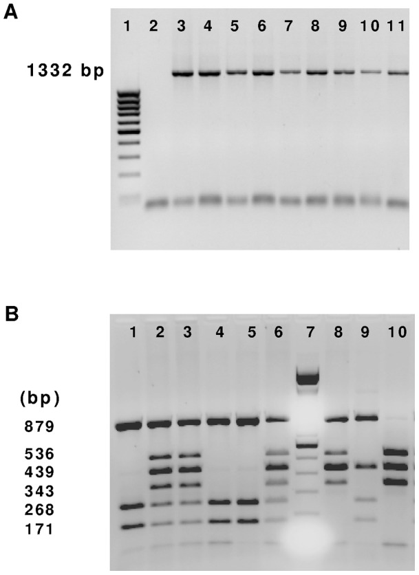 PCR analysis of genomic DNA encoding the glycoprotein Ia gene surrounding the 807, 837 and 873 polymorphisms. (A) Amplified products (1332 bp) were resolved by 1% agarose gel electrophoresis and stained with ethidium bromide. Lane 1: molecular weight marker; lane 2: blank; lanes 3 to 11: different genotyped individuals. (B) Analysis of ITGA2807C/T, 837C/T, 873 G/A polymorphisms by PCR-RFLP using Bgl II and Asn I endonucleases on 1.5% agarose gel. Lane 7: molecular weight marker; other lanes: different genotypes according to reference 29 (lanes 1, 4, 5: 2/2, lanes 2, 3, 6: 1/2, lane 7: 1/3, lane 8: 2/3, lane 9: 1/1).