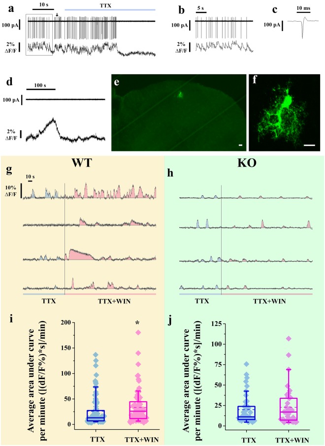 Application of CB1-R agonist amplifies intracellular calcium transients of astrocytes within the superficial spinal dorsal horn. (a–c) Records obtained with simultaneous loose patch recording (upper trace) and calcium imaging (lower trace) of a single cell. Application of 1 µM TTX (blue bar) diminishes both action potentials and calcium transients. The segment of the recording outlined in a is shown in b with an expanded time scale. The single event indicated by an arrow in a is shown expanded in c. (d) Records obtained with simultaneous loose patch recording (upper trace) and calcium imaging (lower trace) of a single cell. Slow calcium transients are not coupled to action potentials. (e,f) Confocal images of at low (e) and high (f) magnifications of a cell labeled intracellularly with biocytin from which action potential-uncoupled slow calcium transients were recorded. Scale bars: 20 µm (e) and 10 µm (f). (g,h) Six minutes long records illustrating changes in [Ca2+]i of cells showing slow calcium transients in wild type (g) and CB1-R knock out (h) mice, during treatment with 1 µM TTX (first 2 minutes), and 1 µM TTX + 1 µM WIN (last 4 minutes). The application of WIN increases both the frequency and amplitude of spontaneous slow calcium transients in the wild type (g) but not in the CB1-R knock out (h) animals. (i,j) Box-plots of average areas under the curves of intracellular calcium transients recorded from cells showing slow calcium transients in wild type (i) and CB1-R knock out (j) mice during TTX and TTX + WIN application.