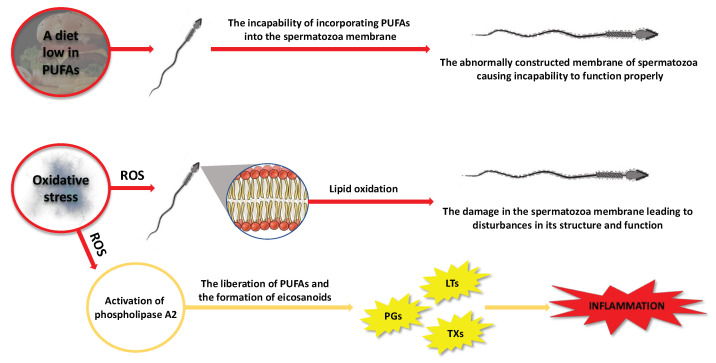 Scheme illustrating the possible negative consequences for spermatozoa caused by changes in PUFA content, taking into account the factors that can induce these changes. LTs—leukotrienes, PGs—prostaglandins, PUFAs—polyunsaturated fatty acids, ROS—reactive oxygen species, TXs—thromboxanes.