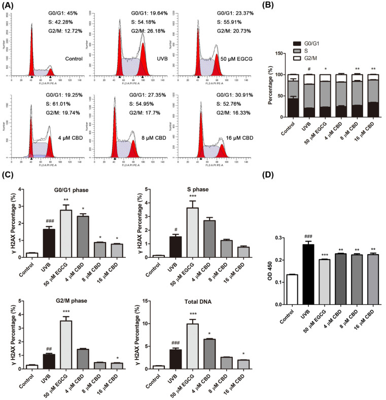 Effects of CBD on the cell cycle progression and DNA damage in photodamaged HaCaT cells. Cells were irradiated with UVB (80 mJ/cm2), followed by incubation with EGCG (50 μM) or CBD (4, 8, or 16 μM) for 24 h. (A,B) Cell suspensions from the control, UVB, UVB + EGCG, and UVB + CBD groups were stained with PI/RNase reagent and analyzed by flow cytometric assay for the cell cycle stages. (C) Cells were permeabilized and intracellularly stained with γH2AX and PI/RNase reagent to detect γH2AX. (D) Cell DNA was extracted and the CPD content was determined via ELISA using a CPD antibody. Data were obtained from three independent experiments; # p < 0.05, ## p < 0.01, and ### p < 0.001 as compared with the control group; * p < 0.05, ** p < 0.01, and *** p < 0.001 as compared with the UVB-irradiated group.