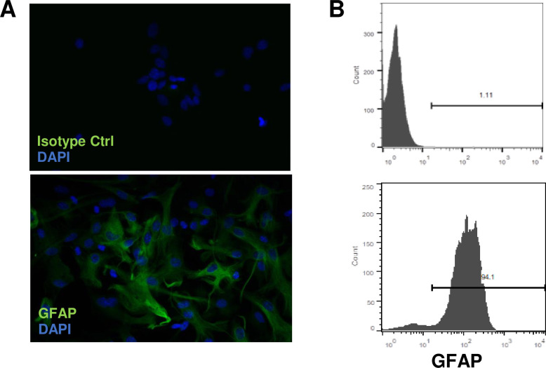 Characterization of brain astrocytes.Astrocytes from B6 mice were isolated as described in Materials and Methods. Before use, astrocytes were stained with mAb against GFAP (green) and nuclei with DAPI (blue) followed by immunofluorescence microscopy (A, 20 magnifications) and flow cytometry (B).