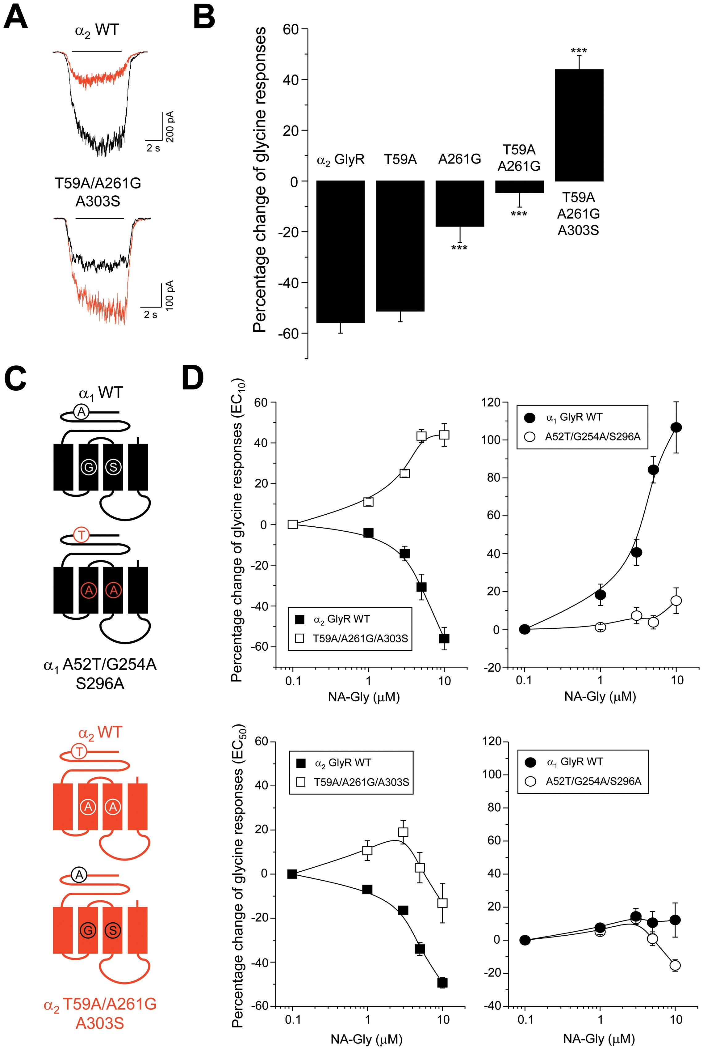 Selective extracellular loop 2 and TM domain mutations in α2 GlyRs convert NA-Gly into an allosteric potentiator.(A) Examples of glycine-activated current traces from wild-type α1 and mutant α2 T59A/A261G/A303S GlyRs in the presence of NA-Gly (in red) (B) Summary of the effects of NA-Gly after simultaneous extracellular loop 2 and TM reverse mutations on α2 GlyRs (*** P<0.001, vs α2 GlyRs) (C) Schematic diagrams of the triple mutated α1 and α2 GlyRs (D) Sensitivity of the normalized glycine-activated currents elicited in wild-type and triple mutated GlyRs to different concentrations of NA-Gly. Note that three simultaneous reverse mutations in α2 GlyR converted NA-Gly into an allosteric potentiator, whereas the homologous substitutions within α1 GlyR still did not produce a significant inhibition.