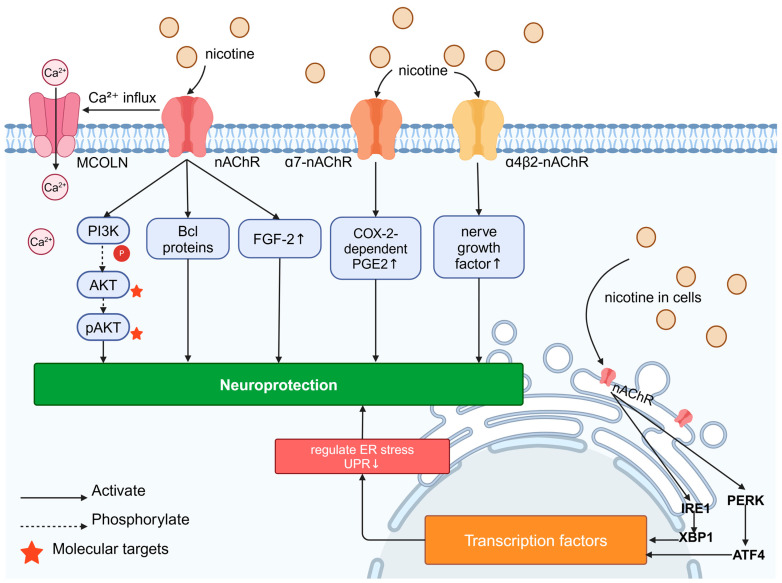 Signaling pathways for neuroprotective effects of nicotine: Nicotine’s “outside–in” neuroprotective mechanism is its activation of surface nAChR, leading to Ca2⁺ influx and the upregulation of FGF-2 expression; nAChR activation also prevents neurodegeneration through mechanisms involving the activation of pro-survival signaling factors such as the PI3K, AKT, and Bcl proteins in the brain. Nicotine can increase the enhancement of nerve growth factor induced by α4β2-nAChR; in astrocytes cultured in vitro, the activation of α7-nAChR leads to the COX-2-dependent production of PGE2, thereby exerting neuroprotective effects. Nicotine’s “inside–out” neuroprotective mechanism involves its activity as a molecular chaperone of nAChR in cells, which can modulate protein kinase R-like ER-localized eukaryotic initiation factor 2α kinase (PERK)-activating transcription factor 4 (ATF4) and inositol-requiring enzyme 1 (IRE1)-X-box binding protein 1 (XBP1), thereby altering ER stress/the unfolded protein response (UPR), leading to transcriptional changes and neuroprotection.