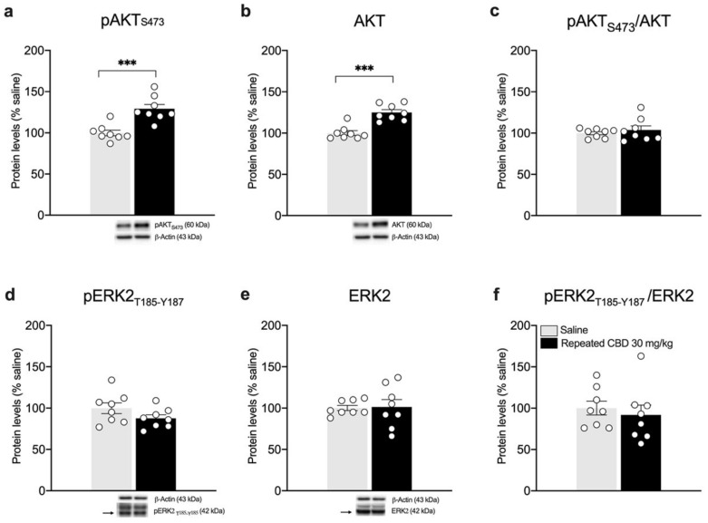 Effects of repeated CBD exposure on BDNF-downstream signaling in the striatum. Rats were treated with repeated injections of 30 mg/kg for seven days and killed twenty-four hours after the last treatment. Protein levels of phospho(p)-AktS473 (a), Akt (b), pAkt/Akt (c), pERK2T185-Y187 (d), ERK2 (e), and pERK2/ERK2 (f) measured in the homogenate of the striatum are expressed as percentages of saline-treated rats. Below the graphs, representative immunoblots are shown for pAktS473 (60 kDa), Akt (60 kDa), pERK2T185-Y187 (42 kDa), ERK2 (42 kDa), and β-Actin (43 kDa) proteins. Bar graphs represent the mean ± SEM from eight independent determinations for each experimental group. Unpaired Student’s t-test. *** p < 0.001 vs. saline-treated rats. Saline n = 8, CBD 30 mg/kg n = 8.
