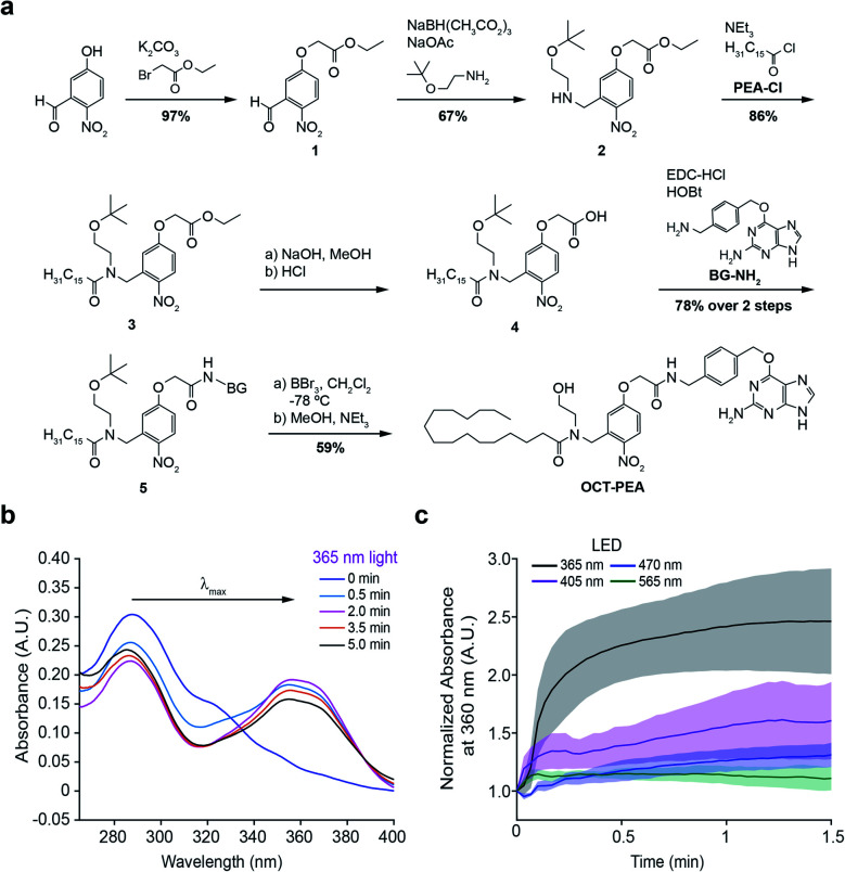Synthesis and characterization of OCT-PEA. (a) Chemical synthesis of OCT-PEA. (b) UV-VIS absorbance scan showing a time-course of OCT-PEA (20 μM in DMSO) uncaging with 365 nm LED irradiation. A rightward (bathochromic) shift in the main absorbance peak (λmax) was observed as illumination generated the uncaged species. (c) Absorbance at 360 nm over time of OCT-PEA (20 μM in DMSO) uncaging with 365 nm LED (black), 405 nm (magenta), 470 nm (blue), and 565 nm (green) LEDs. N = 3 samples for each. Shaded error bars = mean ± SEM.