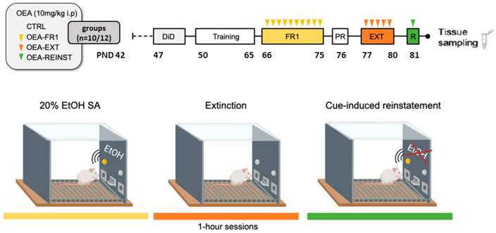 Experimental timeline. Late adolescent mice were randomly assigned into four experimental groups (n = 10/12) according to OEA treatment (10 mg/kg i.p): CTRL (control group), OEA-FR1 (10 doses before each alcohol SA session), OEA-EXT (4–6 doses before each extinction session) and OEA-REINST (a single dose before the cue-induced reinstatement test). Mice were habituated to alcohol during a four-day Drinking in the dark procedure (DID). After SA training, mice self-administered 20% (v/v) alcohol during 10 days on a fixed-ratio 1 (FR1). When the period of extinction for alcohol seeking resumed, mice were tested on a single cue-induced reinstatement session in which alcohol solution was not delivered. Tissue sampling was obtained after the SA procedure.