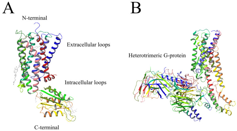 (A) Helical structure of CB1-R [85]. (B) Helical structure of the G(i)-signaling complex made up of the CB1-R and the G(i) subunit alpha-1, subunit beta-1, and subunit gamma-2 heterotrimeric proteins [26]. Seven hydrophobic transmembrane segments are connected by loops that extend into the extracellular and intracellular domains alternatively [26]. Modified using Schrödinger Release Software 2021-4: Maestro, Schrödinger, LLC, New York, NY, 2021.
