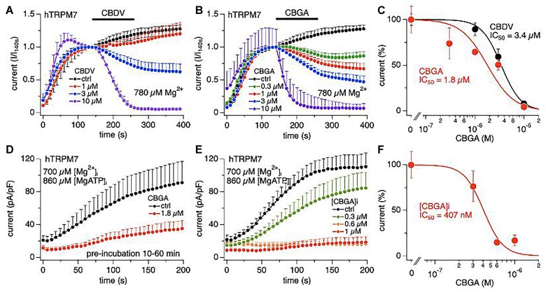 Cannabigerolic acid (CBGA) and cannabidivarin (CBDV) are a potent TRPM7 inhibitors. The inhibitory effect of CBDV and CBGA on TRPM7 current was assessed in whole-cell patch-clamp recordings on hTRPM7 overexpressed in HEK293 cells. The levels of free Mg2+ and Mg·ATP (if present) are indicated in the graphs. Cannabinoids were applied extracellularly at the indicated concentrations from 140 to 260 s (bars). Average TRPM7-mediated outward currents at +80 mV were extracted from ramp currents evoked by voltage ramps (−100 to +100 mV) delivered at 0.5 Hz and plotted as a function of time. The data points were normalized to the time point of cannabinoid application (140 s). (A) CBDV concentrations of 1 µm (n = 7), 3 µm (n = 12), and 10 µm (n = 3) were applied. Standard Ringer without cannabinoid contained acetonitrile as vehicle and was used as control (n = 3). (B) Cannabigerolic acid concentrations of 0.3 µm (n = 24), 1 µm (n = 6), 3 µm (n = 6), and 10 µm (n = 3) were applied. (C) Concentration-response curves of CBDV and CBGA on TRPM7 currents. Data points were obtained from the normalized currents in panels (A) and (B) at 260 s. Data fits yielded IC50 values for CBDV of 3.4 ± 0.2 µm and for CBGA of 1.8 ± 0.6 µm. (D) Cells were preincubated with either acetonitrile as vehicle control (n = 16) or 1.8 µm CBGA (n = 13) for 10-60 min prior to whole-cell recordings. (E) Cannabigerolic acid concentrations of 0.3 µm (n = 7), 0.6 µm (n = 8), and 1 µm (n = 6) were applied intracellularly. Standard intracellular solution without cannabinoid contained acetonitrile as vehicle and was used as control (n = 5). (F) Concentration-response curve of intracellular CBGA on TRPM7 currents. Data points were obtained from the normalized currents in panel (E) at 200 s. Data fit yielded an IC50 value for CBGA of 407 ± 46 n m.