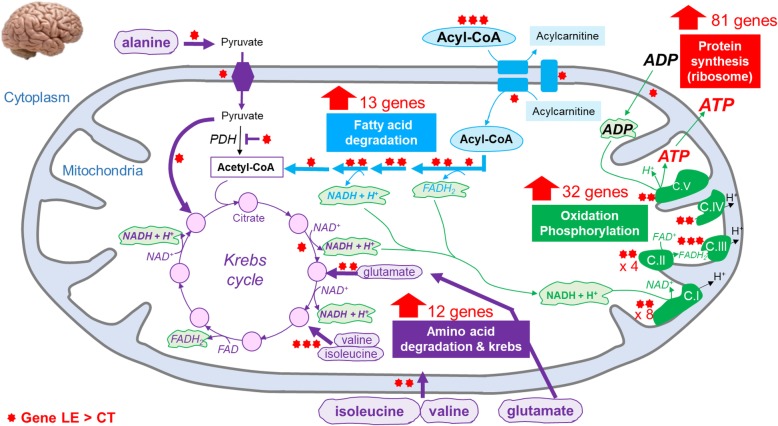 Proposed mechanism of energy pathways increased in the hypothalamic cells in LE diet. In blue: reactions related to fatty acid β-oxidation (ETFDH, ACADL, ACADS, ECHS1/ECI1, HADH, HADHB, ACAA2), to fatty acids transport through the plasma (FABP4, FABP7, SLC27A1), and the mitochondrial (CPT2, CACT) membrane. In purple: reactions related to TCA cycle (IDH2), to transport of amino-acids (BCKDHA, BCKDHB) and pyruvate (MPC1, MPC2) in the mitochondria, to the integration of amino-acids in the TCA cycle as α-ketoglutarate (GDH1, GPT2) or succinyl-CoA (ALDH6A1, ECHS1, HIBDCH) and of the pyruvate as oxaloacetate (PC). In green: reactions related to oxidative phosphorylation and mitochondrial respiratory chain complex I (MT-ND1, MT-ND2, MT-ND3, MT-ND4, ACAD9, MT-ND4L, MT-ND5, MT-ND6, NDUFA2, NDUFA8, NDUFA10, NDUFB9, NDUFS4, NDUFV3, FOXRED1), complex II (MT-CO1, MT-CO2, MT-CO3, APOPT1, COX14, COX7B, COA5, COA6), complex III (MT-CYB, UQCRB, UQCRQ), complex IV (MT-ATP6, MT-ATP8) and complex V (SDHD, SDHAF2), as well as the entry of ADP in the mitochondria (SLC25A1)