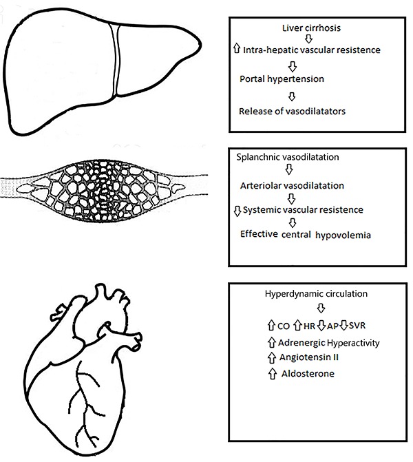 Schematic representation of the pathophysiological mechanisms that lead to liver disease to affect the heart. CO: cardiac output; HR: heart rate; AP: arterial pressure; SVR: systemic vascular resistance.