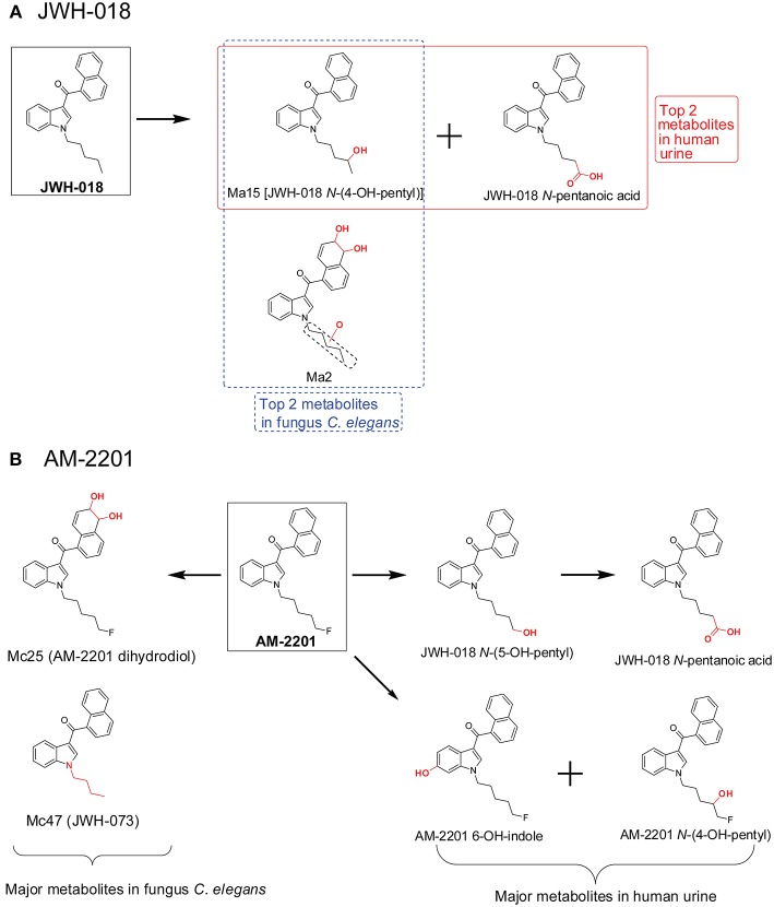 Metabolic pathway of JWH-018 (A) and AM-2201 (B) after fungus Cunninghamella elegans incubation vs. human urine.