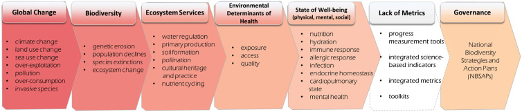 Communicating the Relationship Between Biodiversity and Ecosystems and Human Health into National Governance The accelerating magnitude and pace of global change drivers are leading to significant biodiversity decline.This decline reduces the capacity of ecosystems to perform essential functions and to sustain critical ecosystem services that support human health. The absence of integrated metrics undermines our ability to govern, monitor and evaluate implemented actions and interventions that sustain and promote both biodiversity and health. Metrics are needed to inform national planning including national biodiversity strategies and action plans.