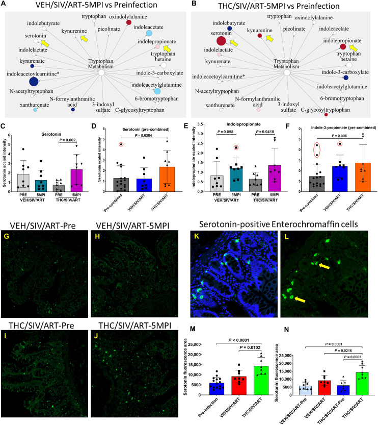 Long-term low-dose THC administration enhances serotonin and IPA production in chronically SIV-infected ART-treated RMs.(A and B) Metabolic pathway maps illustrate tryptophan metabolites detected in plasma that showed a statistically significant change (red: increased; dark blue: decreased P < 0.05) or a tendency toward statistical significance (light pink: increased; light blue: decreased P = 0.05 to 0.09) in VEH/SIV/ART (n = 8) (A) and THC/SIV/ART (n = 8) (B) groups relative to preinfection controls. (C and D) Plasma serotonin levels were significantly elevated in THC/SIV/ART RMs at 5 MPI compared to preinfection controls [preinfection samples separated (C) (P = 0.002) or combined (D) (P = 0.0384)]. The red circle indicates an outlier. (E and F) Plasma IPA levels significantly increased in THC/SIV/ART RMs compared to preinfection samples separated (E) (P = 0.0418) or combined (F) (P = 0.005). Outliers are shown in red circles. (G to L) Immunofluorescence (IF) staining of serotonin-positive ECCs (green) in jejunum tissue: (G) VEH/SIV/ART-Preinfection, (H) VEH/SIV/ART-5MPI, (I) THC/SIV/ART-Preinfection, and (J) THC/SIV/ART-5MPI and (K and L) magnified close-up images of the jejunum epithelium showing serotonin (green)–expressing ECCs (yellow arrows) with DAPI (blue) showing nuclear staining. Representative immunofluorescence images were captured using a Zeiss 700 confocal microscope at 20X magnification. (M and N) Quantitation of serotonin-expressing ECCs was performed using the freehand tool of HALO software (area quantification method). (M) Combined preinfection and (N) preinfection separated. Plasma serotonin and IPA data (preinfection samples of both groups combined) in (D) and (F) and differences in immunofluorescence signal area between groups were analyzed using one-way ANOVA using the Prism v9 (GraphPad Prism) software. A P value of <0.05 was considered significant. Plasma serotonin, but not IPA levels, was significant with an FDR-adjusted P value of 0.05. Data represent means ± SD.