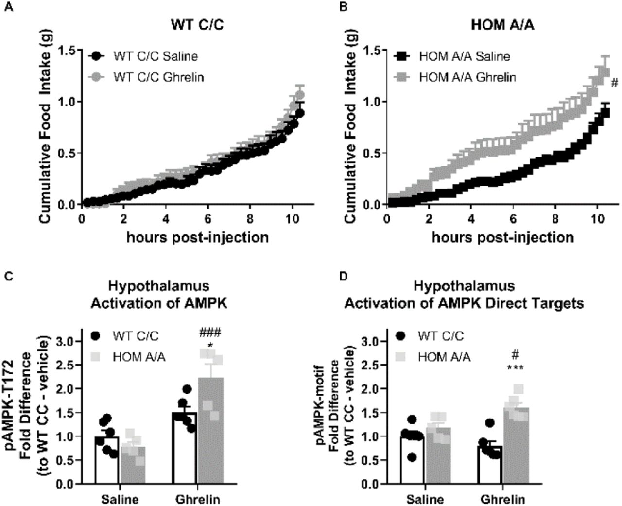 FAAH A/A mice are hyperresponsive to the orexigenic effects of ghrelin.(A – B) Acute ghrelin (1 mg/kg, single i.p. injection) had no effect on cumulative food intake in FAAH C/C mice (treatment: F(1, 19.753) = 0.494, p = 0.490) yet increased light phase food intake in FAAH A/A mice (within the initial 10 h following ghrelin injections) (treatment: F(1, 21.835) = 5.406, p = 0.030). (C) Hypothalamic AMPK activity (as assessed by pAMPK protein expression) was significantly increased by ghrelin treatment exclusively in FAAH A/A mice (treatment x genotype: F(1, 18) = 8.071, p = 0.0108 plus post hoc testing). (D) Similarly, downstream targets of AMPK (with a shared consensus sequence) were activated from ghrelin exposure exclusively in FAAH A/A mice measured 1 h following injections (treatment x genotype: F(1, 19) = 9.597, p = 0.0059 plus post hoc testing). For panel A, n = 8 WT-saline; n = 10 WT-ghrelin. For panel B, n = 11 HOM-saline; n = 10 HOM-CORT. For panel C, n = 6 WT-saline biological replicates; n = 6 WT-ghrelin biological replicates; n = 5 HOM-saline biological replicates; n = 5 HOM=ghrelin biological replicates. For panel D, n = 6 WT-saline biological replicates; n = 6 WT-ghrelin biological replicates; n = 5 HOM-saline biological replicates; n = 6 HOM-ghrelin biological replicates. Food intake data are presented as means ± SEM. Protein expression data are expressed as relative fold change compared to FAAH C/C-vehicle condition ± SEM. Panels A – B were analyzed by linear mixed models with repeated measures. Panels C – D were analyzed by 2-way ANOVAs. Pound signs denote significant treatment effect. Asterisks denote significant genotype effect. *P < 0.05, **P < 0.01, #P < 0.05, ###P < 0.001.