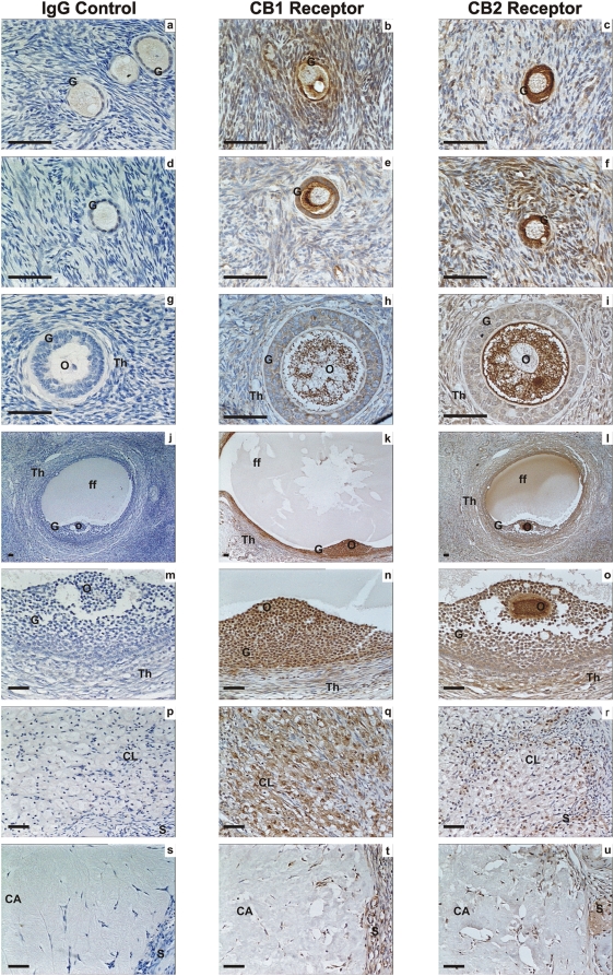Immunohistochemical staining for CB1 and CB2 receptors.Images on the left side of the panel represent the negative control (IgG) and images in the middle are for CB1 on the right are for CB2. Images a, b and c are primordial follicle; d, e and f are primary follicles; g, h and i are secondary follicles; j, k and l are low power images of tertiary follicles; m, n an o are high power images of tertiary follicles, p, q and r are corpus luteum, r, s and t are images of the corpus albicans. Granulosa cells (G), theca cell layers (Th), the oocyte (O) and follicular fluid (ff) demonstrated CB1 and CB2 immunoreactivity as did lutein-granulosa cells of the corpus luteum (CL) and corpus albicans (CL), and septa (S) between lobes of these postovulatory bodies. The images are representatives from at least two structures and taken at 50×, 200× or 400× magnification. Bar = 50 µm. Ovarian follicles were classified as primordial, primary, secondary, tertiary, corpus luteum, and corpus albicans [43].