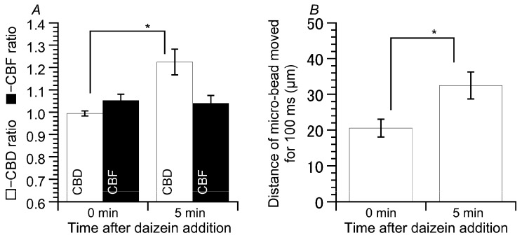 Effects of daidzein on microbead movements. (A) Changes in CBD and CBF before and five min after daidzein stimulation. The cHNECs were first perfused with the CO2/HCO3−-containing control solution for five min, and then with the CO2/HCO3−-free control solution for further five min. Stimulation with daidzein increased CBD, but not CBF. (B) Enhancement of microbead movement by daidzein stimulation. Daidzein stimulation enhanced the microbead movement. * significantly different (p < 0.05).