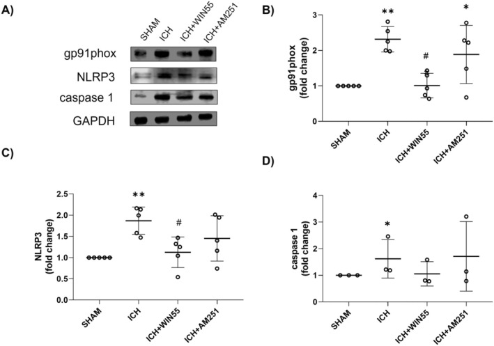 Protein levels of gp91phox, NLRP3, and caspase‐1 in animals after the ICH and treated with WIN55 or AM251. (A) Western Blot of gp91phox, NLRP3, caspase 1, and GAPDH representative images (n = 5). (B) Levels of gp91phox. (C) Levels of NLRP3. (D) Levels of caspase‐1. Results are expressed as fold change. Values represent the average ± standard deviation. gp91phox (37 KDa), NLRP3 (110 kDa). GAPDH (37 kDa), Caspase 1 (45 kDa). *p < 0.05, **p < 0.01, vs. the SHAM group; #p < 0.05 vs. the ICH group.