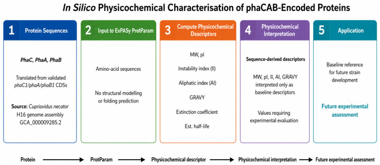 In silico physicochemical characterisation workflow for the phaCAB-encoded proteins. The validated PhaC, PhaA and PhaB amino-acid sequences from C. necator were analysed using ExPASy ProtParam to calculate molecular weight, theoretical isoelectric point, instability index, aliphatic index, GRAVY, extinction coefficient and estimated half-life. These outputs were interpreted only as baseline sequence-derived physicochemical descriptors and do not predict protein folding, solubility, catalytic activity, expression performance or host compatibility. The estimated half-life is an E. coli in vivo reference value and is not assumed to extrapolate to T. reesei or thermophilic C. thermocellum. The results provide reference information for future experimental assessment and strain development.