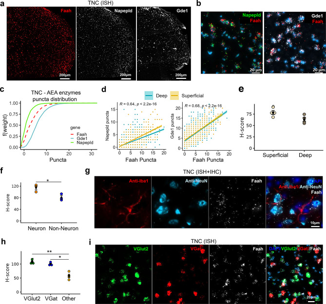 Spatial distribution of AEA metabolizing enzyme transcripts in trigeminal nucleus caudalis (TNC). (a) Representative ISH images illustrating the distribution of hydrolyzing enzyme (Faah) and synthesizing enzymes (Napepld/Gde1) in the TNC. (b) Images showing co-labeling of Faah and Napepld as well as Faah and Gde1 within the same cells in the TNC. (c) Empirical cumulative distribution function (ECDF) of the synthesizing and hydrolyzing enzymes in the TNC shows the abundance of gene transcripts (Gde1>Faah>Napepld). (d) correlation graphs comparing AEA metabolizing enzyme puncta counts in the superficial (yellow) and deep (blue) layers of the TNC. (e) Comparison of Faah H-score present in neurons between superficial and deep layers of the TNC. (f) Comparison of Faah H-score between neuronal (NeuN+) and non-neuronal (DAPI) cells in the TNC. (g) Image showing increased presence of faah transcripts in neurons (NeuN+) compared to microglia (Iba-1+) in the TNC. (h) Comparison of Faah H-score among VGlut2+, VGat+ neurons and other cells (DAPI) in the TNC. (i) Image showing increased presence of Faah in VGlut2+ and VGat+ neurons than in DAPI cells in the TNC. H-score is the weighted histological score, and data are presented as mean ± SEM (n = 3–4 mice/region or cell type)