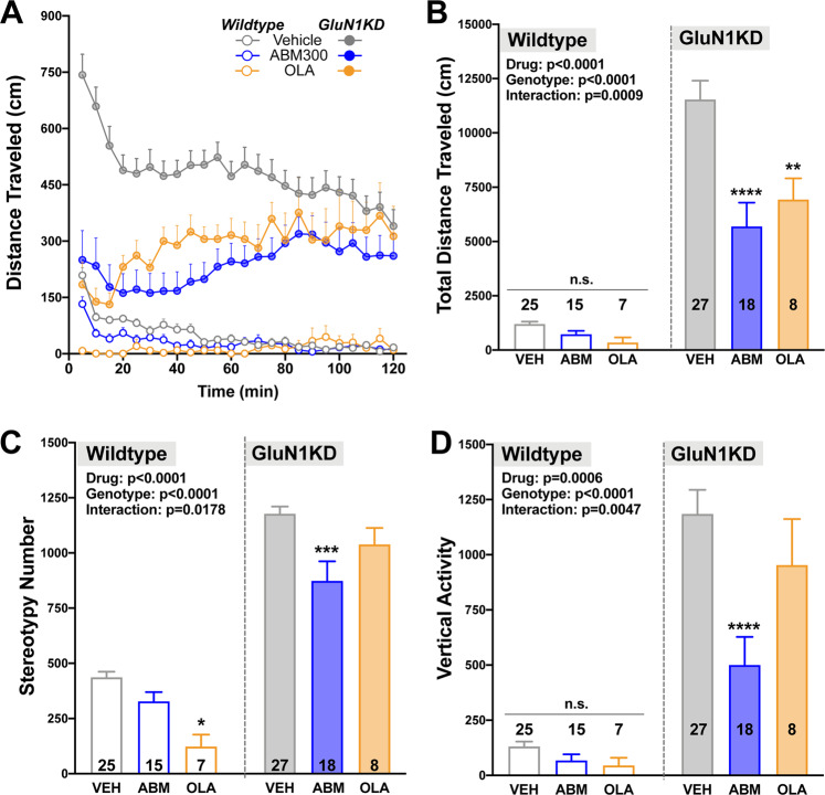 ABM300 corrects hyperactivity, aberrant stereotypic movements and rearing behavior, resulting from hyperdopaminergia in the GluN1KD mouse model.ABM300 (ABM; 10 mg/kg) decreases novelty-induced hyperactivity (time-course of distance traveled—a, total distance traveled—b) aberrant stereotypic movements (c), and mania-like rearing behavior (d), in the open-field test. Effects of ABM300 are similar to those seen with olanzapine (OLA—1 mg/kg). All tests balanced for sex, drugs administered 30 min before test via i.p. injection. Data shown as mean ± SEM, *p ≤ 0.05 compared to vehicle (within genotype), *p < 0.05, **p < 0.01, ***p < 0.001, ****p < 0.0001, two-way ANOVA, multiple comparisons, post-hoc Sidak’s test. a, b Effect of genotype F[1,94] = 100.7, p < 0.0001, effect of drug F[2,94] = 11.23, p < 0.0001, interaction of genotype x drug F[2,94] = 7.554, p = 0.0009. c Effect of genotype F[1,94] = 223.6, p < 0.0001, effect of drug F[2,94] = 12.13, p < 0.0001, interaction of genotype x drug F[2,94] = 4.206, p = 0.0178. d Effect of genotype F[1,94] = 70.87, p < 0.0001, effect of drug F[2,94] = 8.137, p = 0.0006, interaction of genotype x drug F[2,94] = 5.679, p = 0.0047.