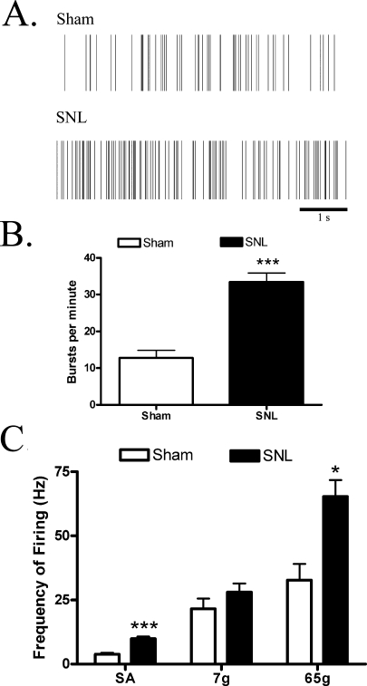 VPL thalamic neurons in SNL rats exhibited more spontaneous activity (SA) and a larger noxious mechanically evoked response than did sham rats. SNL rats also displayed more spontaneous burst activity. (A) Representative raster plot of a neuron from a sham-operated and SNL rat during a burst episode; (B) mean burst activity; and (C) mean spontaneous and evoked responses of VPL neurons. An innocuous (7 g) or a noxious (65 g) mechanical stimulus was applied to the hindpaw receptive field for 5 s, repeated 20 times at 15-s intervals over a 5-min period, and the activity of VPL neurons on the side contralateral to SNL or sham surgery was recorded. Data were analysed using Mann–Whitney test: *P < 0.05, ***P < 0.001 vs. sham (sham, n = 47–99 neurons in 10 rats; SNL, n = 303–414 neurons in 27 rats).