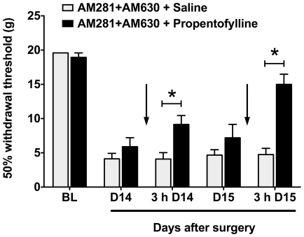 Propentofylline reverses behavioral hypersensitivity in rats treated with dual CB1/CB2 receptor blockade.50% withdrawal thresholds were determined in AM281 + AM630-treated animals in response to subsequent propentofylline or saline treatment (indicated by arrows). Animals treated from days 1-9 with mixed CB antagonists were treated on days 14 and 15 with the glial modulator propentofylline (50 µg in 10 µl, i.t., n = 7) or saline (10 µl, i.t., n = 7). Behavior was tested before and 3 hours (3h) after injections as shown. *p<0.05 vs. saline group by two-way ANOVA repeated measures followed by Bonferroni post tests. BL: Baseline.