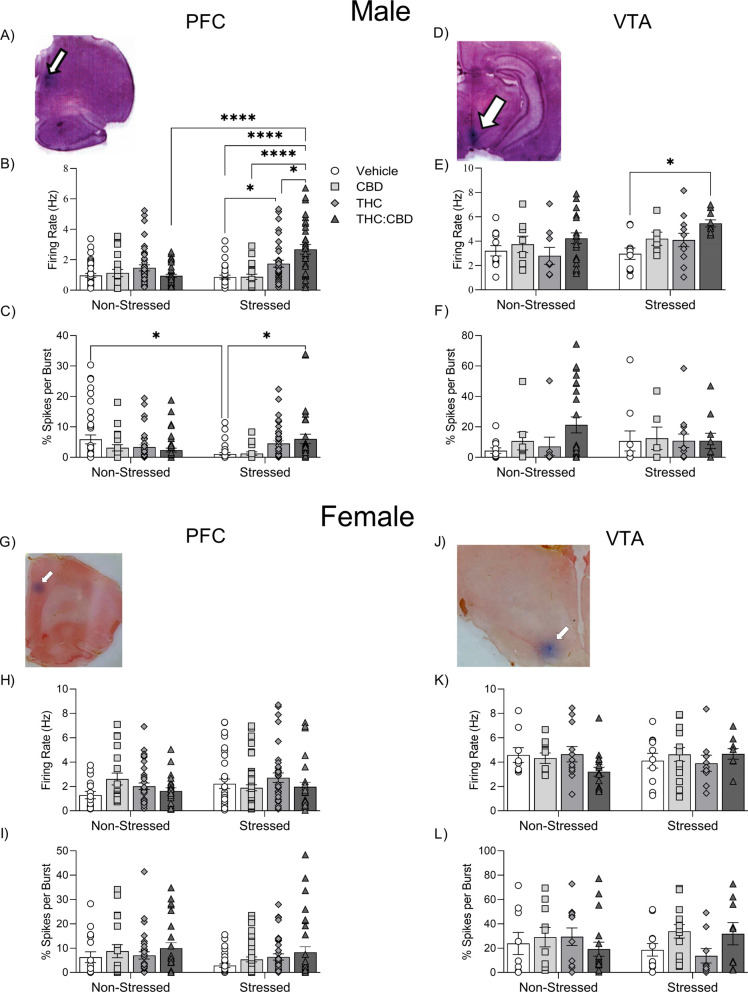 Effects of THC:CBD edible formulation on single-unit activity of pyramidal neurons recorded in PFC and DAergic neurons in the VTA of non-stressed vs. stressed male (A-F) and female (G-L) rats. (A, G) Representative histology example of electrode placement in PFC. (B, H) Firing rate of pyramidal neurons. (C, I) Percentage of spikes per burst of pyramidal neurons. (D, J) Representative histology example of electrode placement in VTA. (E, K) Firing rate of DAergic neurons. (F, L) Percentage of spikes per burst of DAergic neurons. Data bars correspond to mean ± SEM, two-way ANOVA, Holm-Sidak post-hoc unpaired; *p < 0.05; **p < 0.01; ***p < 0.001; **** p < 0.0001.