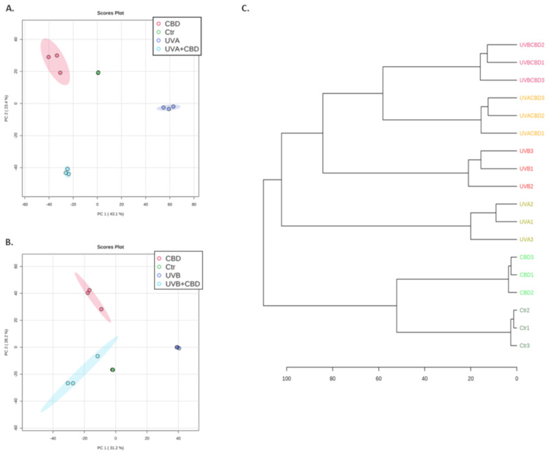 Principal component analysis (PCA) of keratinocytes cultured in a three-dimensional culture model and treated with cannabidiol (4 μM) following UVA (30 J/cm2) (A) or UVB (60 mJ/cm2) (B) radiation, as well as a hierarchical dendrogram (C) of these samples. Abbreviations: Ctr, control; CBD, cannabidiol; PC, principal component.