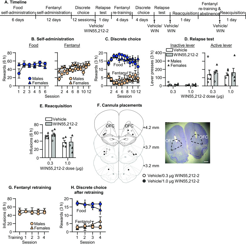 Effect of CB1 receptor agonism in OFC on relapse to fentanyl seeking. A, Timeline of experiment 3. B, Self-administration. Number of reinforced responses (food: 5 pellets/reinforcer; fentanyl 2.5 μg/kg/infusion) during the 6-h sessions. C, Discrete choice (voluntary reduction in self-administration). Number of food-reinforced responses and fentanyl infusions earned during the 3-h choice sessions (20 trials/session). D, Relapse test. Number of inactive (left) and active (right) lever presses during the 3-h test session after vehicle or WIN55,212-2 OFC injections (CB1 receptor agonist). E, Reacquisition test. Number of fentanyl infusions (2.5 μg/kg/infusion) during the 6-h session after vehicle or WIN55,212-2 injections in OFC (n = 5 per group in D, n = 5–6 per group in E, mixed within/between-subjects design). Data are mean ± SEM. Individual data are shown separately by sex (males = circles, females = triangles) in D, E. F, Images showing placement of cannula into OFC at 1.25× magnification (scale bar = 1 mm). Placements are shown with white (vehicle/0.3 μg WIN55,212-2) or black (vehicle/1 μg WIN55,212-2) circles. G, Mean number of fentanyl infusions during last three sessions of training phase and four sessions of self-administration retraining. H, Number of food and fentanyl rewards during four choice sessions after fentanyl re-training.