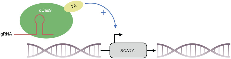 Activation of SCN1A transcription with CRISPRa. With a guide RNA complementary to the promoter sequence of SCN1A, a catalytically inactive Cas9 (dCas9) fused to a transcriptional activator can be brought to the SCN1A promoter locus and leads to enhanced transcription of the gene. With this system, researchers were able to increase the expression of SCN1A wild-type mRNA in the brain of DS mice (Colasante and others 2020; Yamagata and others 2020). gRNA = guide RNA; TA = transcriptional activator.