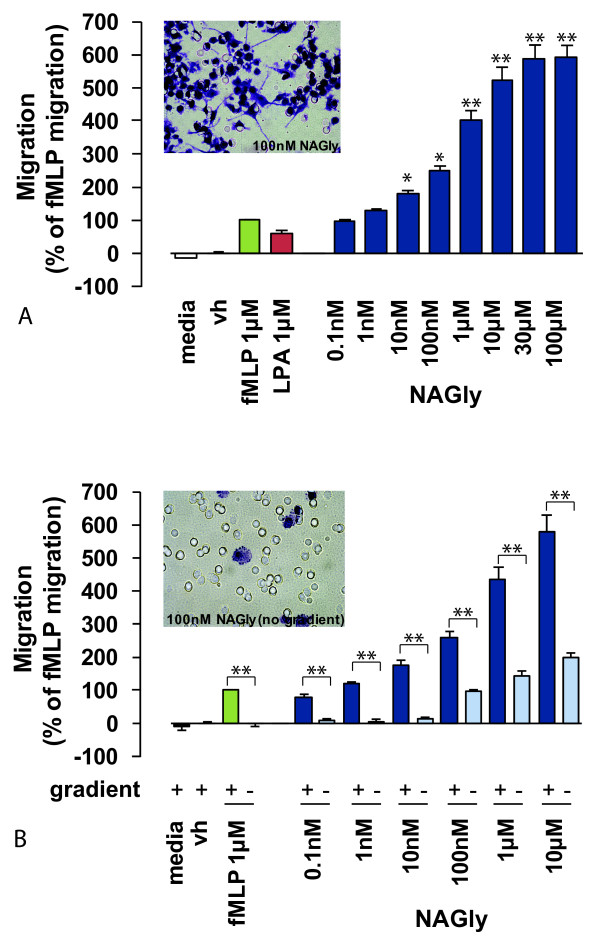 NAGly-induced directed BV-2 microglial migration. (A) BV-2 microglial migration in response to basal conditions; vh (0.1% DMSO); 1 μM fMLP; 1 μM LPA; 0.1 nM - 300 μM NAGly. * = P < 0.05, ** = P < 0.01 compared to 1 μM fMLP; one-way ANOVA; n = 8. Insert is a filter photograph of one random field of view at ×40 magnification indicating the migration produced by 100 nM NAGly. The 10 μm diameter pores can be discerned as the clear unstained circles. (B) BV-2 microglial migration in response to basal conditions; vh (0.1% DMSO); 1 μM fMLP ± concentration gradient; 0.1 nM - 10 μM NAGly ± concentration gradient. ** = P < 0.01 compared to the corresponding concentration gradient; Student's unpaired t-test; n = 3. Insert is a filter photograph of one random field of view at ×40 magnification indicating the migration produced by 100 nM NAGly in the absence of a concentration gradient.