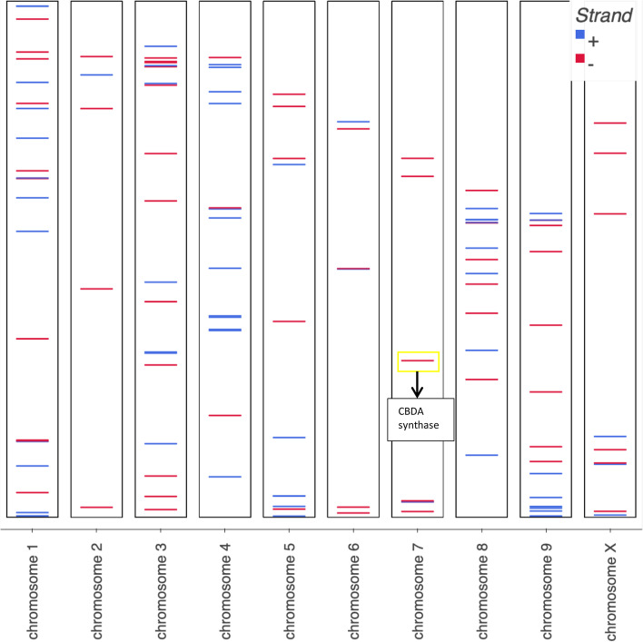 Chromosomal distribution of cannabis genes with therapeutic property linkage. CBDA synthase is located on chromosome 7. Chromosomes not shown true relative size