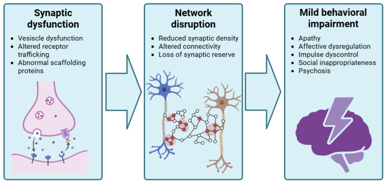 Synaptic dysfunction as neurobiological underpinning for mild behavioral impairment. Early alterations at the synapse, including changes in vesicle proteins, receptor trafficking, and scaffolding elements, affect network connectivity. Clinically, these changes may manifest as behavioral symptoms characteristic of MBI, before overt cognitive impairment. Created with BioRender.com. Villa, C. (2026) https://BioRender.com/4llgthn, accessed on 30 March 2026.