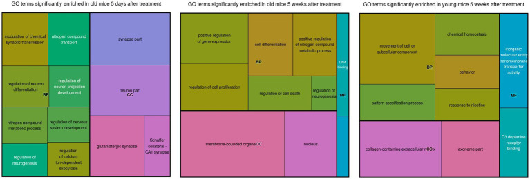 A treemap of enriched gene ontology (GO) terms for each comparison. The sizes of the blocks represent relative enrichment significance. The terms are clustered by ontology: BP, Biological Process; MF, Molecular Function; CC, Cellular Compartment.